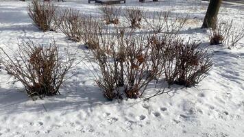 Bare bushes in snow in winter in sunny weather, light snow falling video