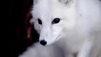 Endangered arctic fox exploring snowy national park reserve in slow motion during winter morning video