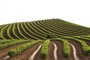 Rolling Green Hills of Cultivated Crops photo