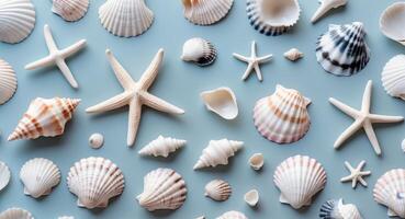 Various shells and starfish on a blue background photo