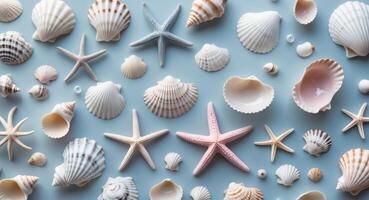 Various shells and starfish on a blue background photo