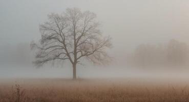 A lone tree stands in the foggy field photo