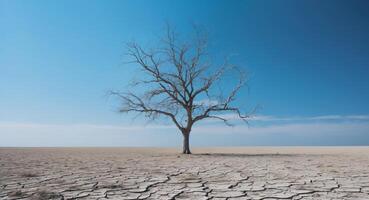 Leafless tree standing in the middle of a dry field under a clear blue sky photo