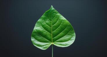 Green Leaf on Dark Background with Copy Space for Text in Contemporary Studio Setting photo