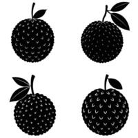 Design of Four Lychee Fruits with Leaves in Black and White Silhouette vector