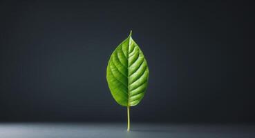 Green Leaf on Dark Background with Copy Space for Text in Contemporary Studio Setting. photo