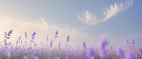 A field of lavender flowers with a blue sky in the background photo
