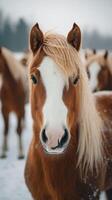 Beautiful chestnut horse with a flowing mane in a winter landscape surrounded by other horses photo