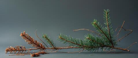 A branch of a pine tree with needles and cones photo