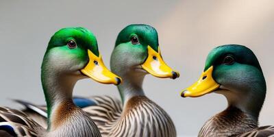 Three Colorful Ducks with Bright Green Heads and Yellow Beaks photo