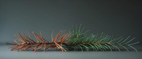 Dried and fresh pine needles on a gray background. photo