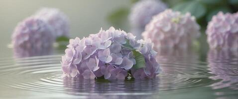Lavender Hydrangeas Resting Gently On Water Surface. photo