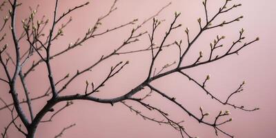 Bare tree branches with buds lay on a pink background photo