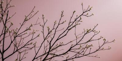 A tree branch against a pink background photo