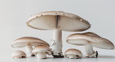 Fresh Edible Mushrooms with Unique Cap and Gills Arrangement photo
