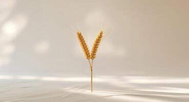 Golden wheat ear on light background with empty copy space representing gluten free lactose free and alcohol free concepts. photo