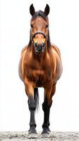 Majestic brown horse stands proudly against a neutral background in a serene setting photo