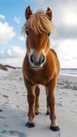 Cute horse standing on sandy beach under cloudy sky with gentle waves in the background during a sunny day in summer photo