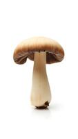 Closeup of a single mushroom showcasing its natural texture and form photo