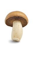 Closeup of a fresh, brown mushroom showcasing texture and details of the cap and stem photo