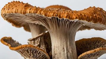 Detail view of a mushroom cap highlighting its texture and structure in nature photo