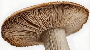 Detailed closeup of a mushroom cap showcasing intricate gills and textures photo
