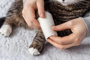 Pet Care safety emergency concept. A person bandaging a cat's paw with a white cloth. photo