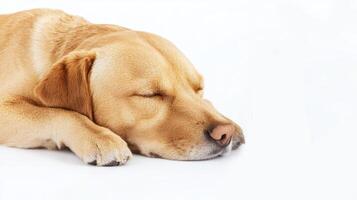 Safety emergency concept. Sleeping golden retriever on a white background. photo