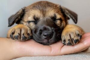 Enjoy pet story friendship concept. Sleeping puppy resting on a hand. photo