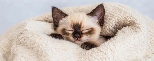 Enjoy pet story friendship concept. Sleeping kitten wrapped in a soft blanket. photo