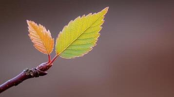 Beginning journey concept. Vibrant leaves with dew on a branch, showcasing nature's beauty in detail. photo