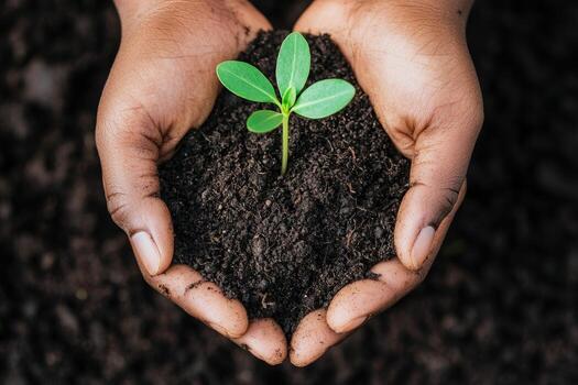 Beginning journey concept. Hands holding soil with a small green plant sprouting in the center. photo