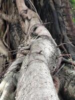 Exposed Tree Roots with a Mix of Brown Tones and Green Moss photo