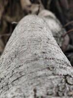 Organic Patterns of Twisted and Gnarled Tree Roots photo