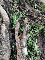Ancient Tree Roots Forming an Intricate Natural Pattern photo
