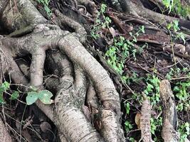 Intertwined Tree Roots Creating a Natural Complex Texture photo