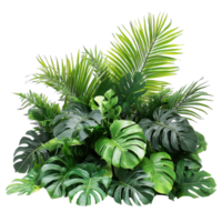 Lush Tropical Foliage With Monstera and Palm Varieties, on the transparent Background. Format png