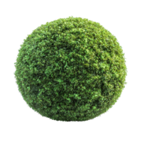Vibrant Green Moss Ball Resting in Isolation on a Clear and Luminous Surface, on the transparent background png
