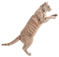 Side view of a Tabby cat standing on its hind legs with its front paws raised isolated on transparent background png