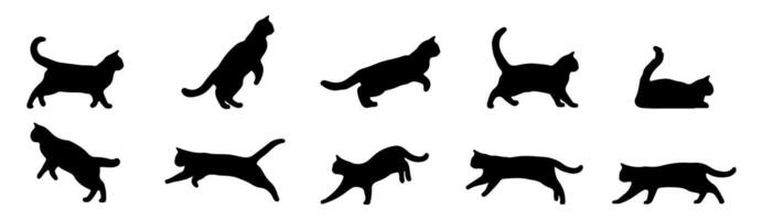 Set of collection of cat silhouettes in different poses on a white background. vector