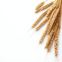 A close-up view of golden wheat ears against a plain white background, showcasing the beauty and texture of nature's grain. Ideal for agriculture and food-related themes. photo