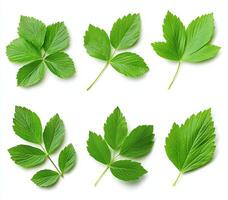 A collection of fresh green leaves showcasing different shapes and sizes. Ideal for nature-related themes, environmental projects, or botanical studies. photo