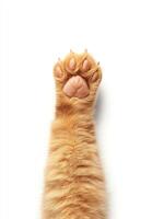 A close-up of an orange cat's paw reaching upwards against a white background, showcasing the delicate structure of its claws and soft fur. Perfect for pet-themed projects. photo