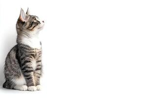 A curious tabby cat sits gracefully, gazing upward with big expressive eyes photo