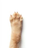 A close-up of a soft, furry cat paw resting on a white surface. The delicate details of the paw pads and claws are highlighted, creating an adorable and unique image. photo