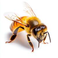 Close-up view of a bee showcasing its detailed features, vibrant colors, and intricate wings. This image emphasizes the importance of bees in nature and ecosystems. photo