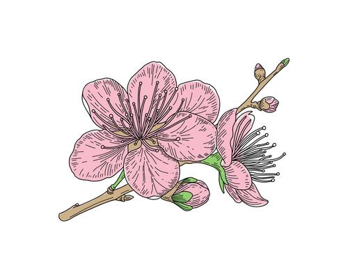 Cherry blossom, flowers of sakura, tree brunch, spring background