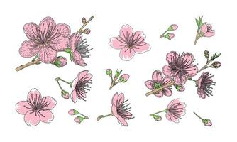 Cherry blossom, sakura flowers, tree branch, spring background vector
