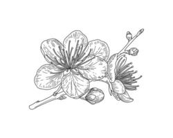 Line art branch with spring flowers. Detailed hand drawn clip art element isolated for textile vector