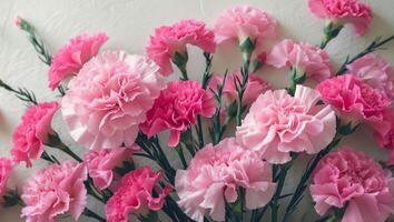 Vibrant pink carnations in full bloom creating a stunning floral background photo